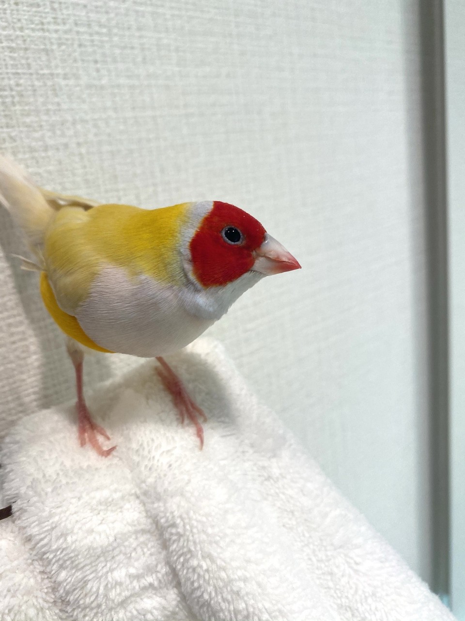 最近の🐥