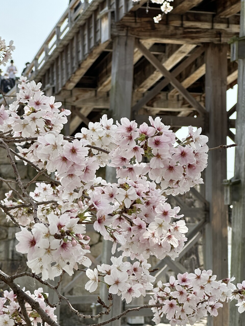 桜をプレゼント♪