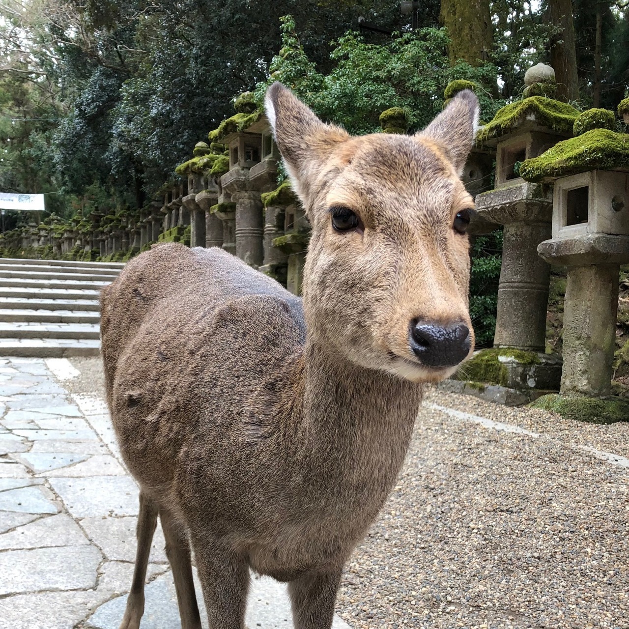 無為自然🦌