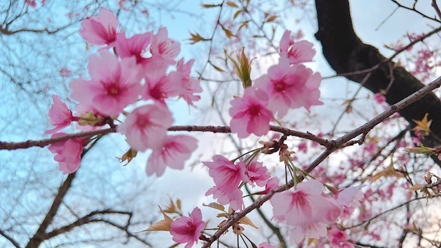 靖国神社の桜🌸