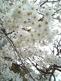 桜@237@満開@159@