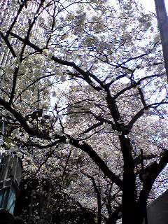 東京の桜