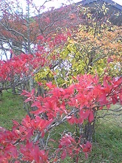 紅葉@236@