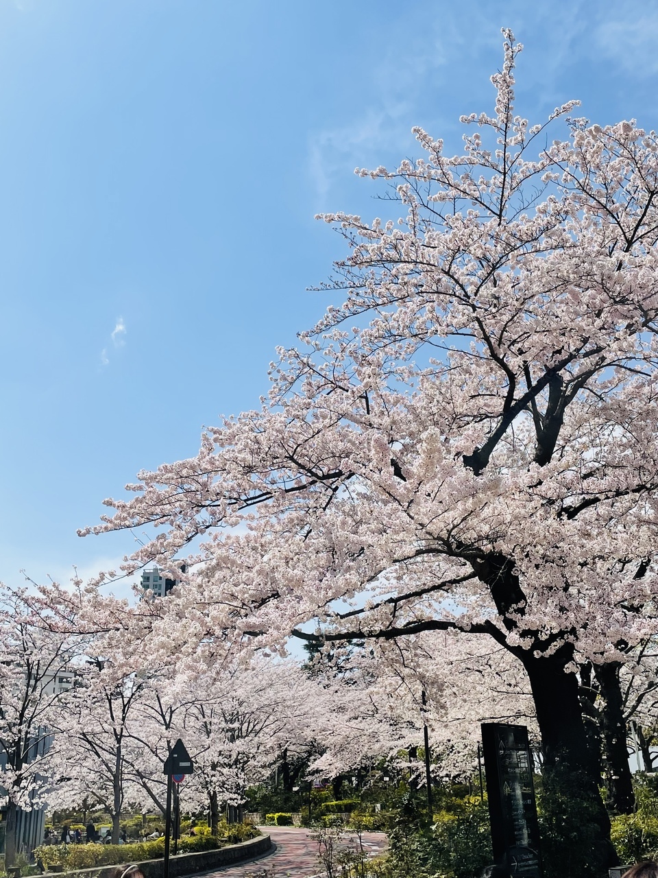 満開!!🌸