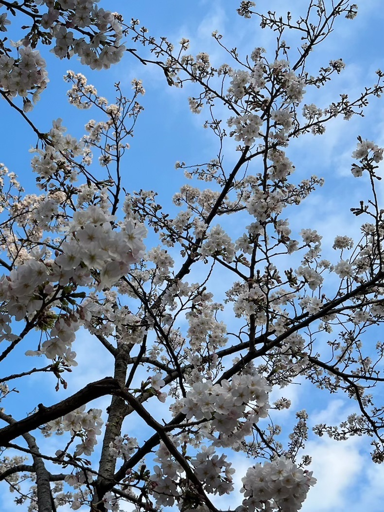 桜