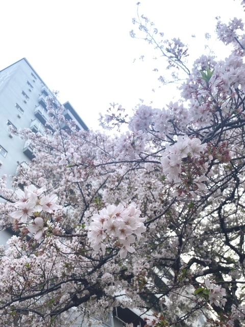 桜の時