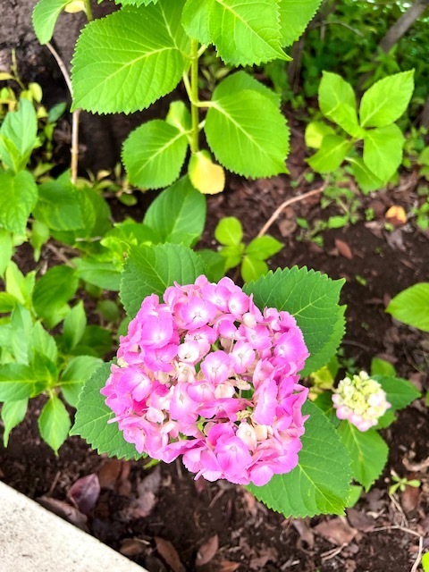 紫陽花みっけ〜♡