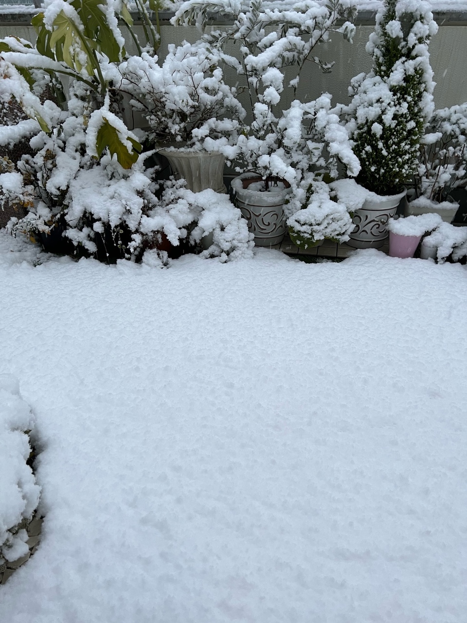 東京の雪