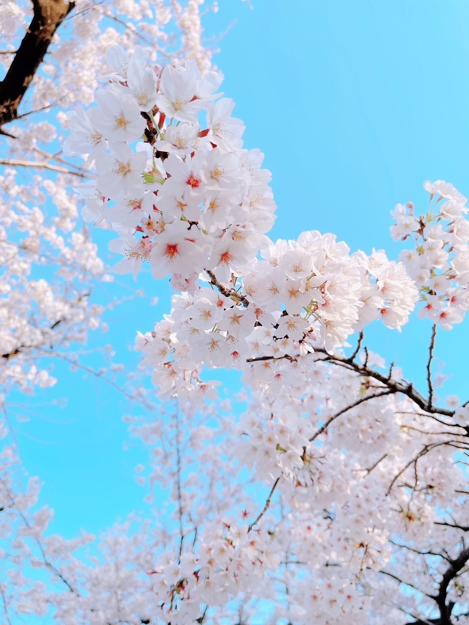 桜 Blog Cent Force Channel