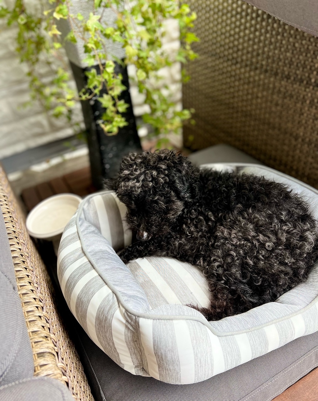 涼しい時間に🌿