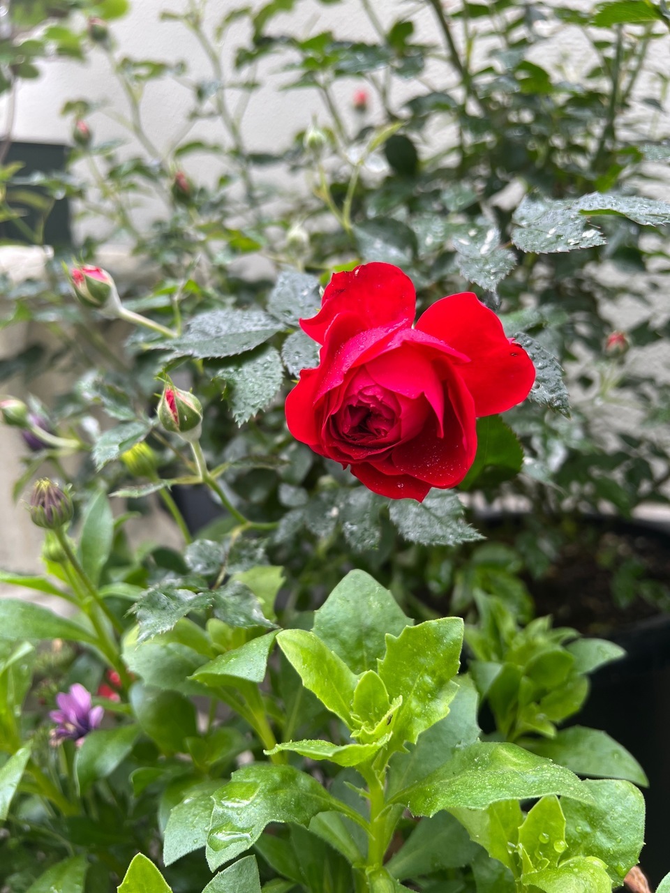 バラが咲きました🌹