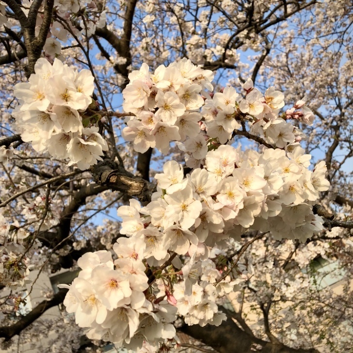 🌸満開🌸