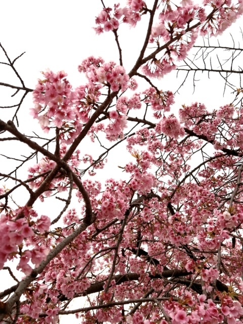 満開の桜に逢ったよ〜🌸