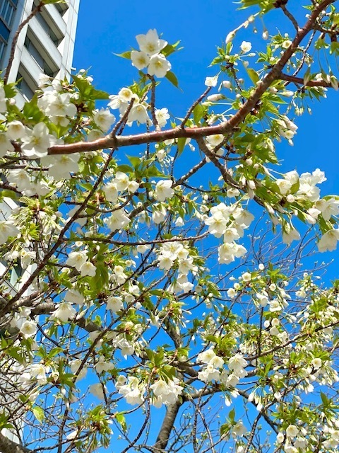 春分の日🌸