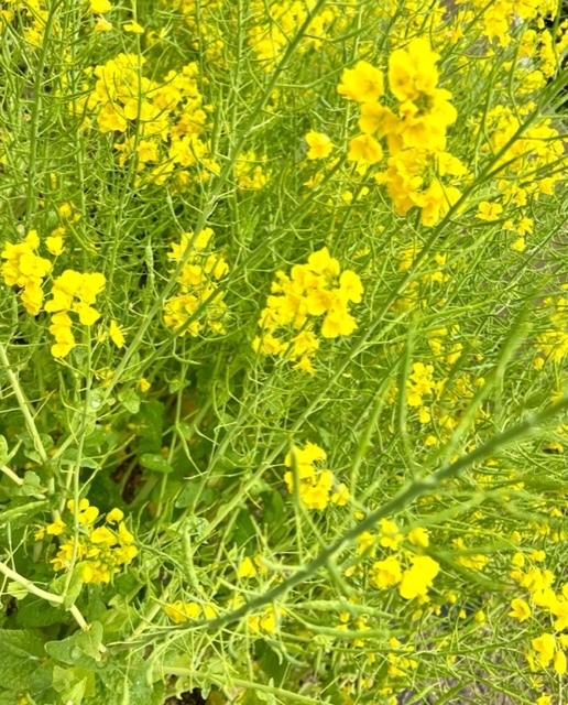 菜の花みっけ〜🍀