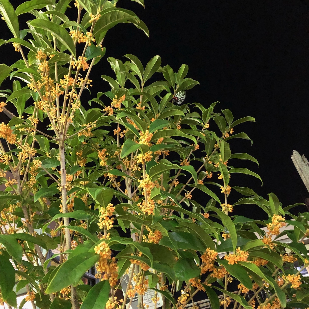 菊花、開く🌼