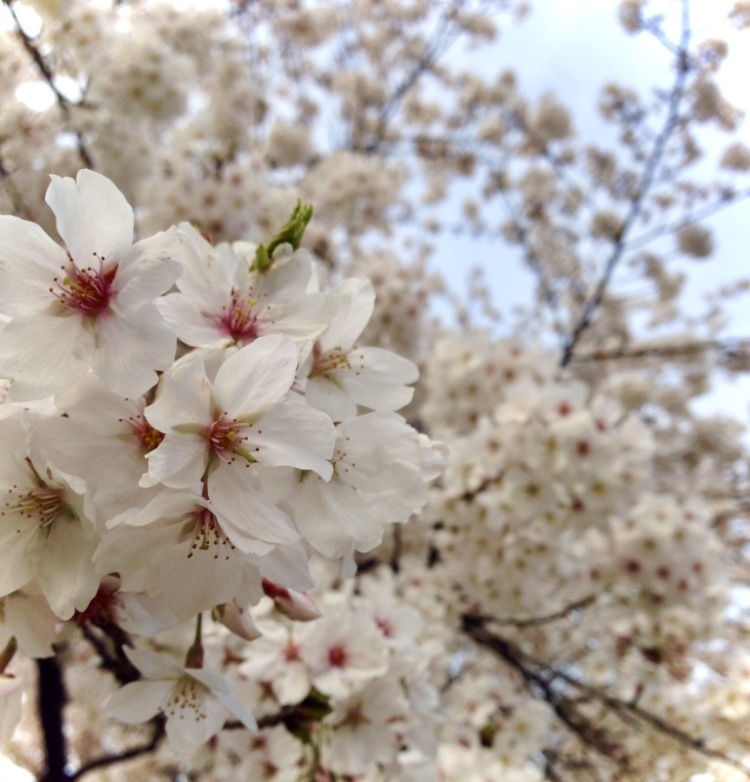 桜、始めて開く✨