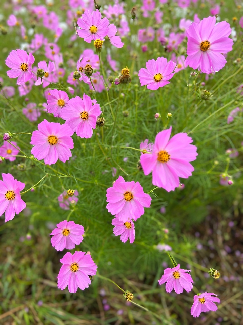 秋の花