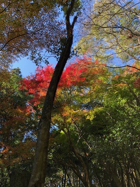 霜月🍁